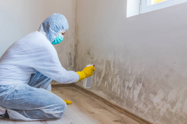 Licensed Bathroom Mold Removal service in Stevensburg, VA - WQB Mold Removal