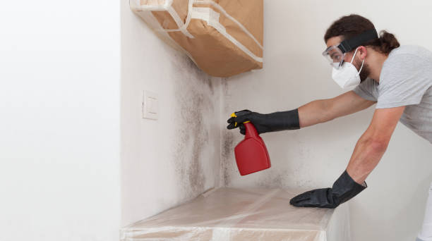 Professional Bathroom Mold Removal technician working in Stevensburg, VA