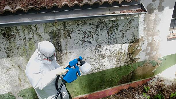 Top rated local Bathroom Mold Removal specialists in Stevensburg, VA
